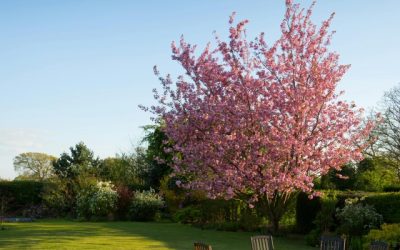 Hoe trek je natuur naar je tuin?